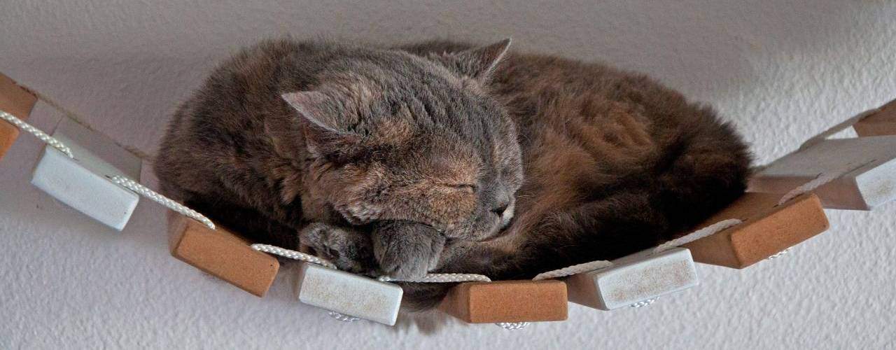 best automatic cat litter box