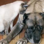 How To Maintain a Pet Friendly Home
