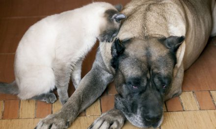 How To Maintain a Pet Friendly Home