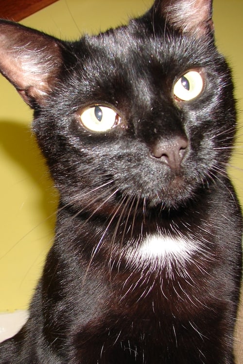 Bombay Cat at www.coolcattreehouse.com