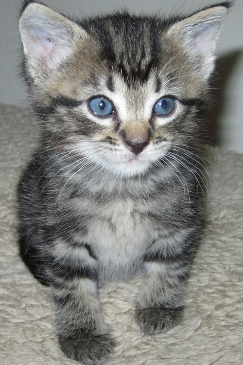 Domestic Shorthair Cat at www.coolcattreehouse.com