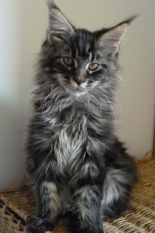 Maine Coon Cat at www.coolcattreehouse.com