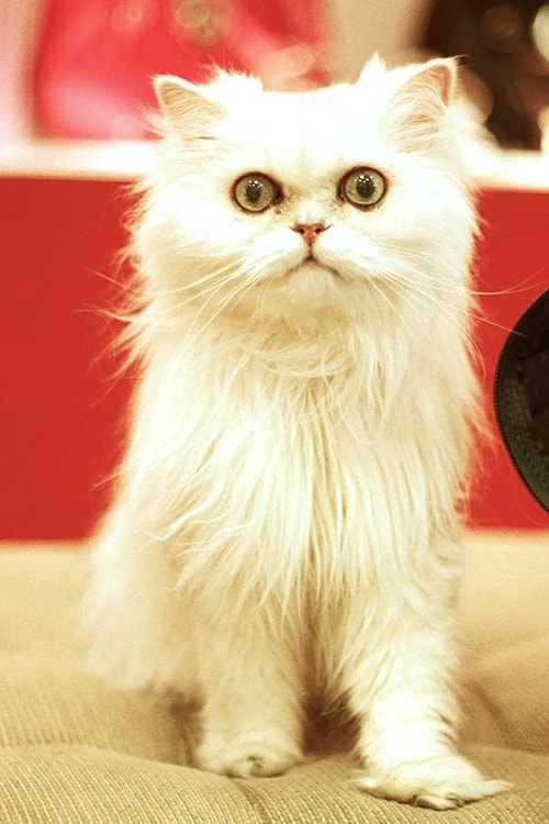 Persian Cat at www.coolcattreehouse.com