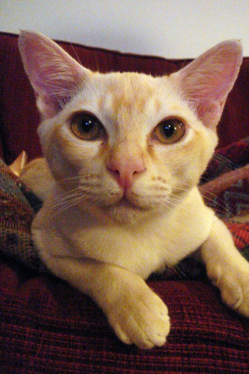Burmest Cat at www.coolcattreehouse.com