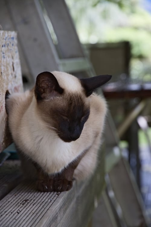 Siamese Cat at www.coolcattreehouse.com