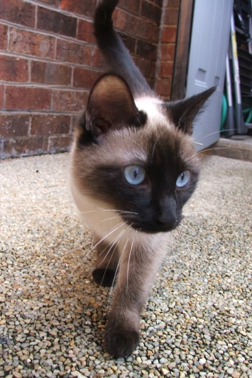 Siamese Cat at www.coolcattreehouse.com