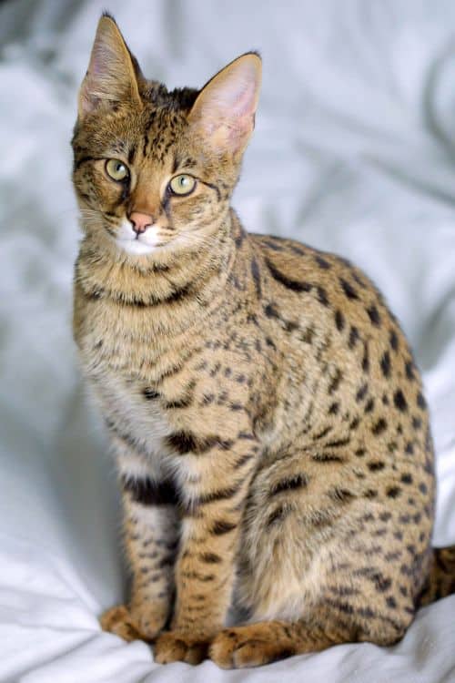 Savannah Cat Breed