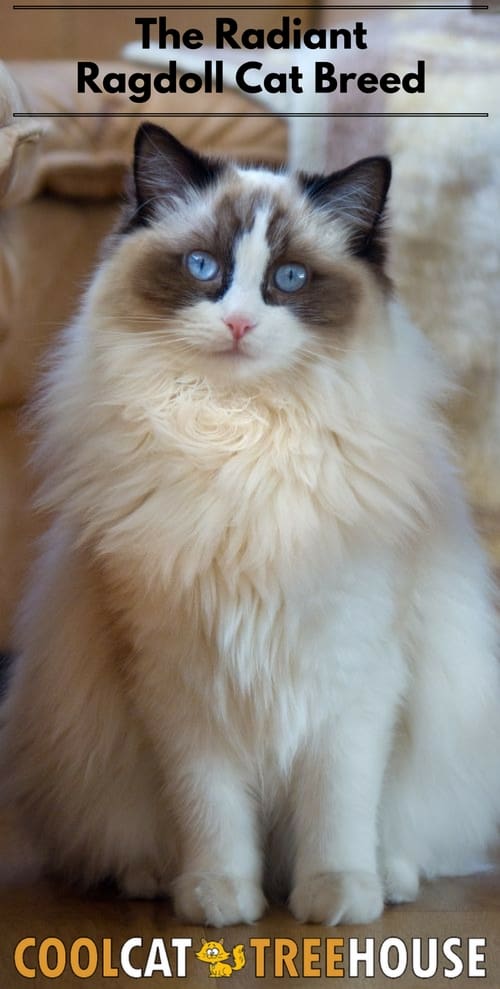 best toys for ragdoll cats