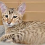 The Super Savannah Cat Breed