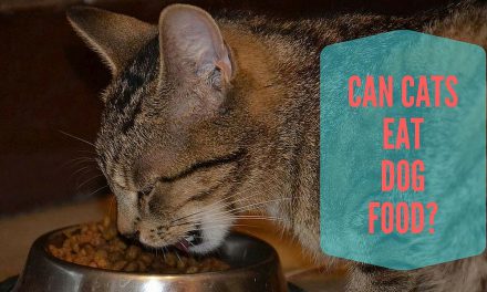 Can Cats Eat Dog Food? – Kitty Nutrition