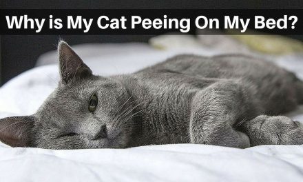 Why is My Cat Peeing on my Bed?