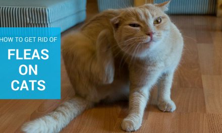 How to Get Rid of Fleas on Cats?