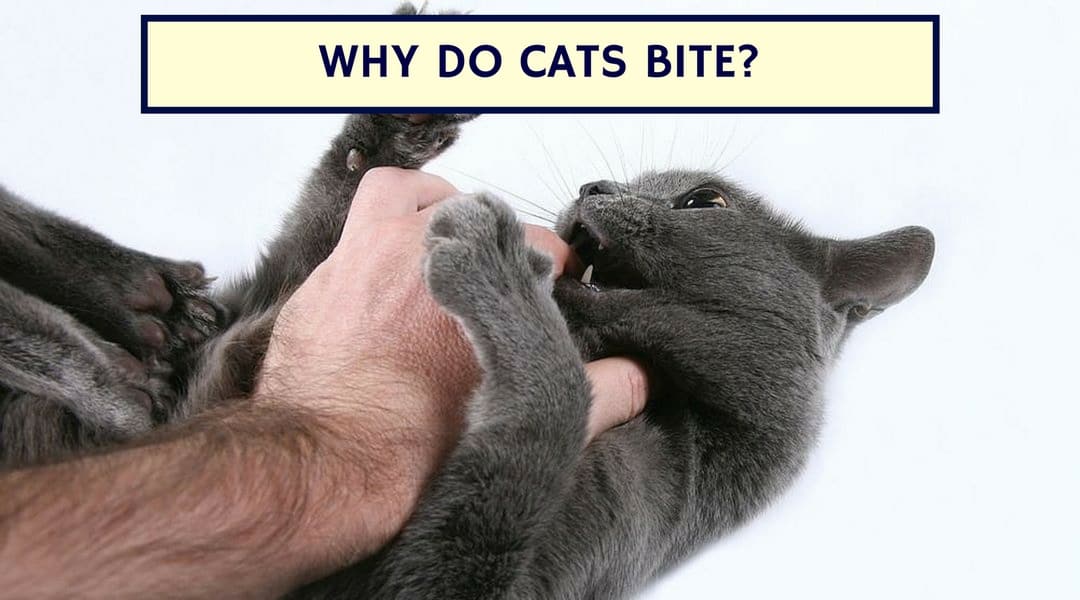 Why do Cats Bite? – Bad Kitty Habits