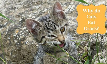 Why do Cats Eat Grass? – Kitty Likes Grass
