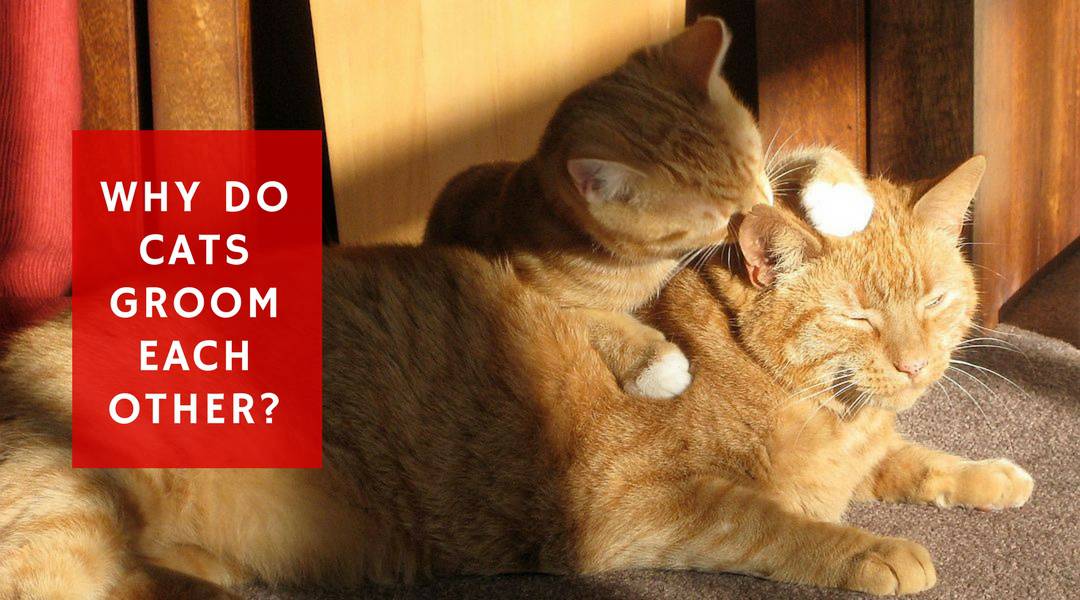 Why Do Cats Groom Each Other?