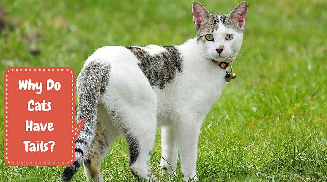 Why Do Cats Have Tails? – Kitty Anatomy