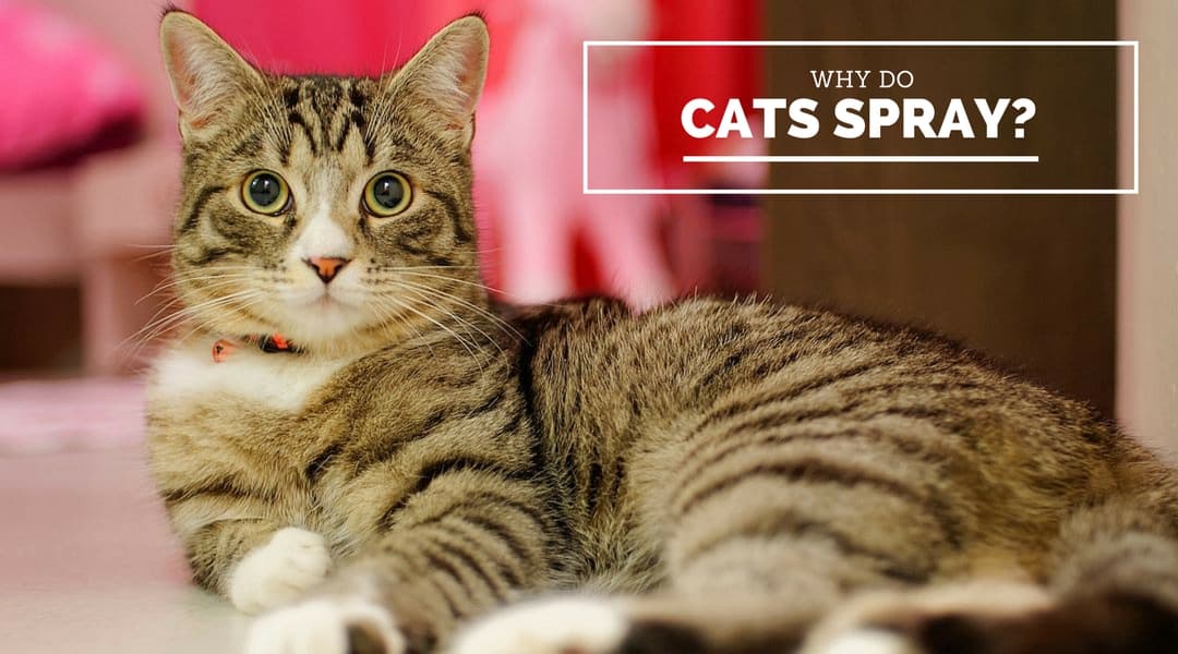 Why Do Cats Spray? – Kitty Marking Territory