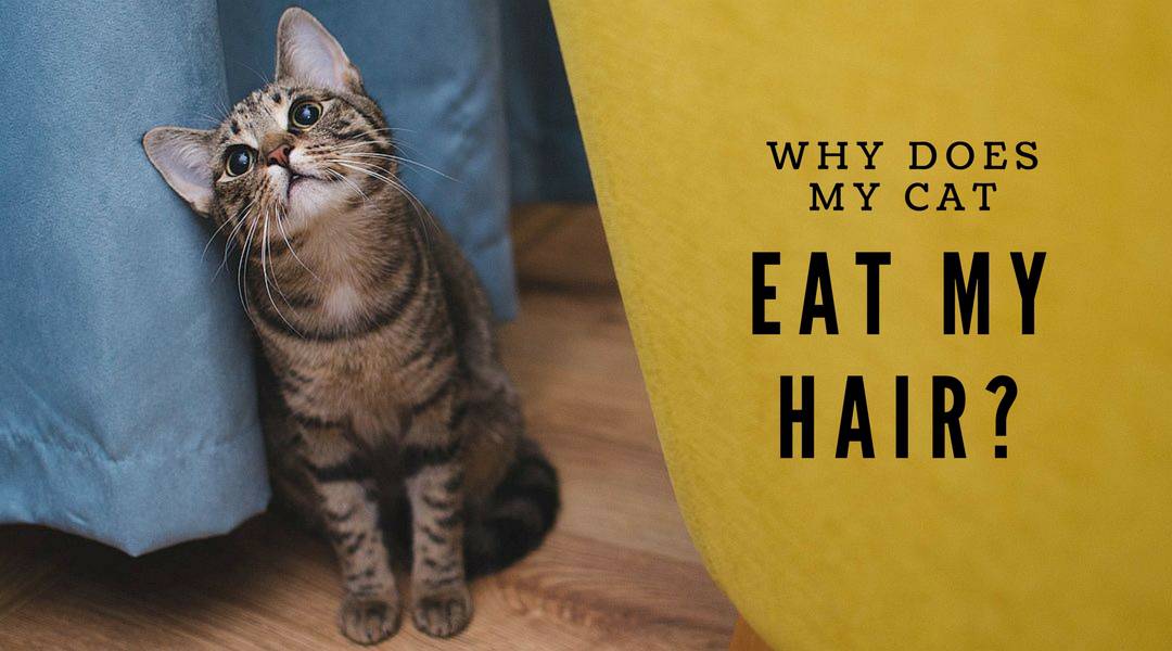 Why Does My Cat Eat My Hair?