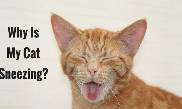 Why Is My Cat Sneezing? – Sneezy Kitty