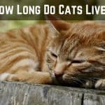 How Long Do Cats Live? – Facts About Cat Lifetime