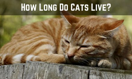 How Long Do Cats Live? – Facts About Cat Lifetime