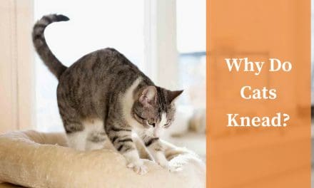 Why Do Cats Knead? – Cat Kneading Explained