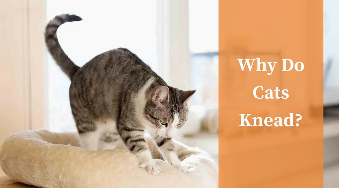 Why Do Cats Knead? – Cat Kneading Explained