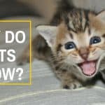 Why Do Cats Meow? – Kitty Communication