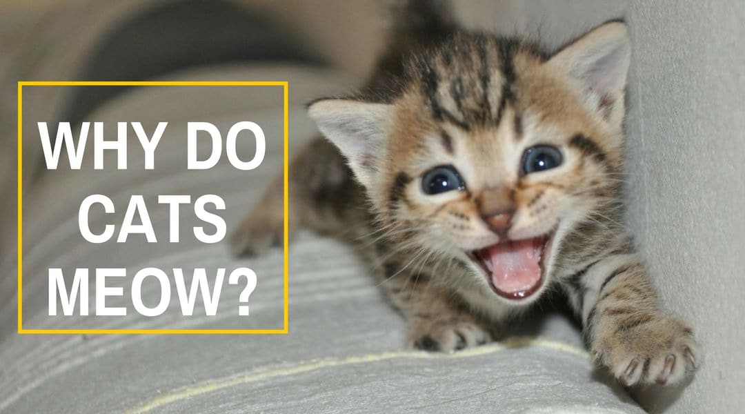 Why Do Cats Meow? – Kitty Communication