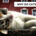 Why Do Cats Purr? – The How and Why