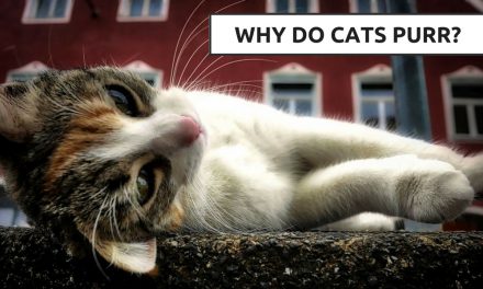 Why Do Cats Purr? – The How and Why