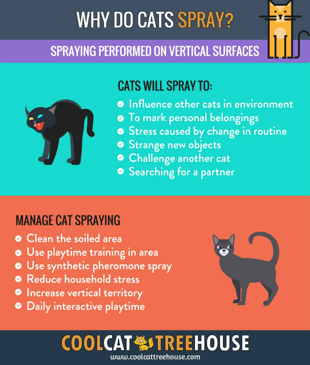 Why Do Cats Spray? - Kitty Marking Territory - Cool Cat Tree House