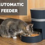 The Best Automatic Cat Feeder – Feeding Your Cat