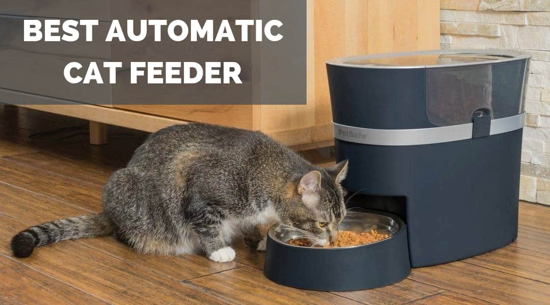 The Best Automatic Cat Feeder – Feeding Your Cat