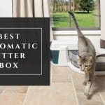The Best Automatic Cat Litter Box