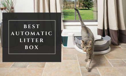 The Best Automatic Cat Litter Box