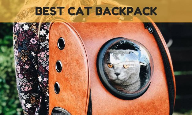 The Best Cat Backpack – Take Kitty With You