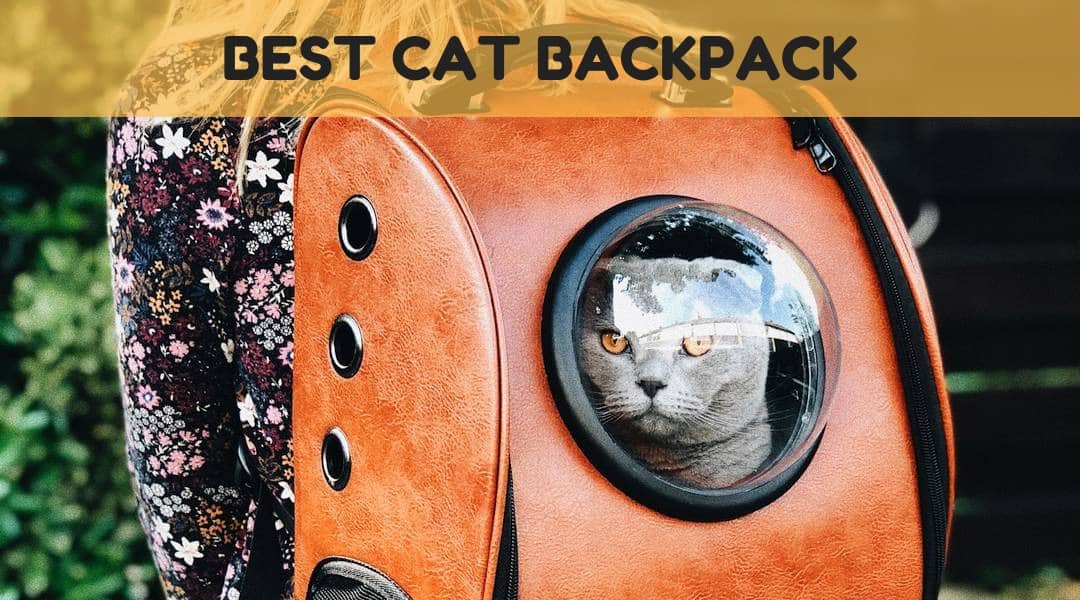 The Best Cat Backpack – Take Kitty With You