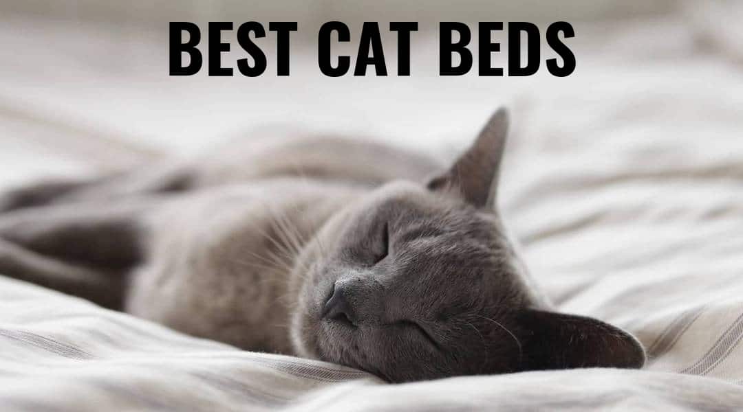 The Ten Best Cat Beds – Kitty Needs a Nap