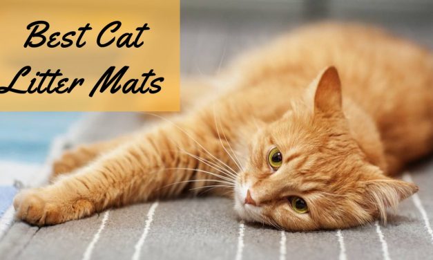 The Best Cat Litter Mat – No More Litter Trails