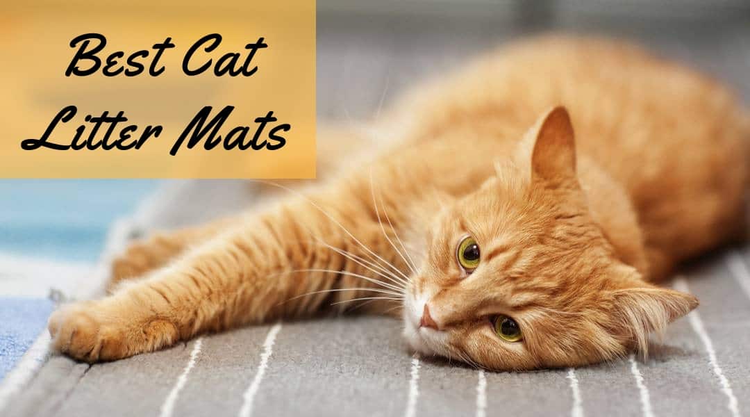 The Best Cat Litter Mat – No More Litter Trails