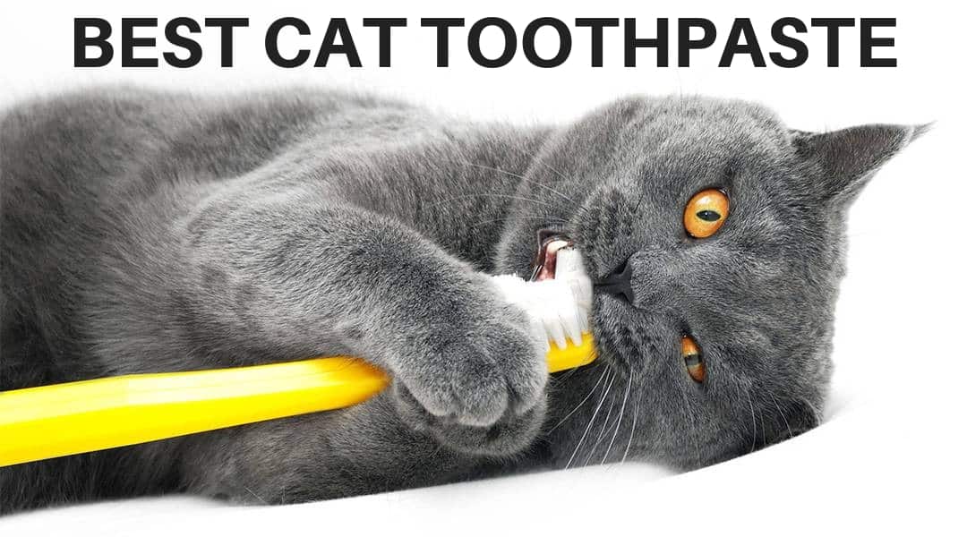 The Best Cat Toothpaste for Healthy Kitty Teeth