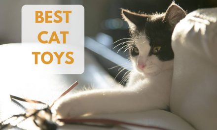 The Ten Best Cat Toys – Kitty Wants to Play