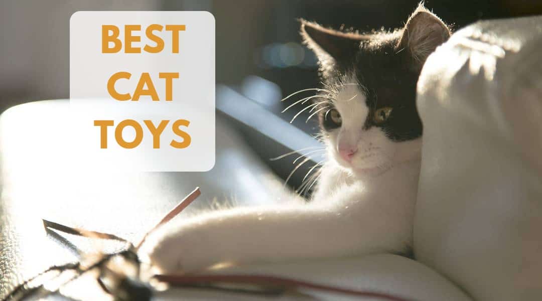 The Ten Best Cat Toys – Kitty Wants to Play