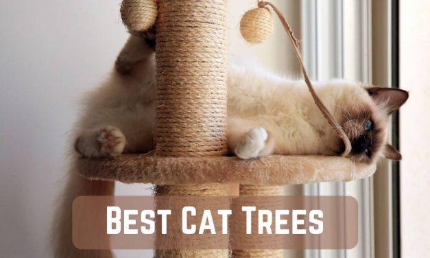 The Ten Best Cat Trees – Kitty Wants to Play