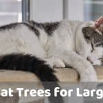 The Best Cat Trees for Large Cats – Kitty Playtime