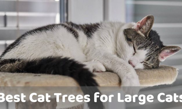 The Best Cat Trees for Large Cats – Kitty Playtime