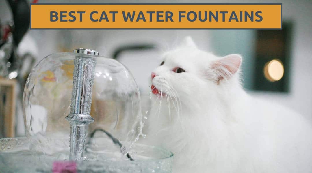 The Best Cat Water Fountains – Kitty Needs a Drink