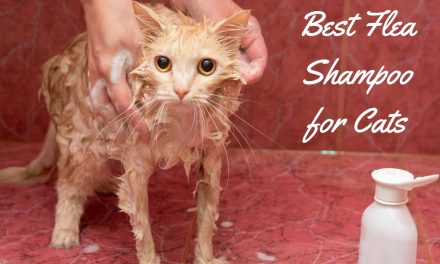 The Best Flea Shampoo for Cats – No More Pests