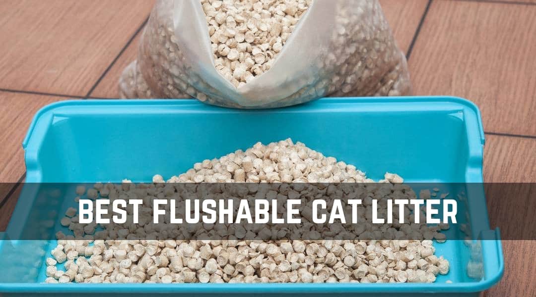 The Best Flushable Cat Litter for Easy Cleaning